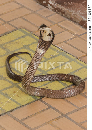 The cobra was on the floor with its neck raised. Cobras are classified as medium-sized venomous snakes. The size when fully grown is about 1 meter long. 81489321