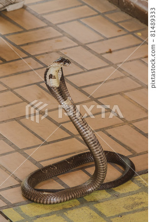 The cobra was on the floor with its neck raised. Cobras are classified as medium-sized venomous snakes. The size when fully grown is about 1 meter long. 81489333