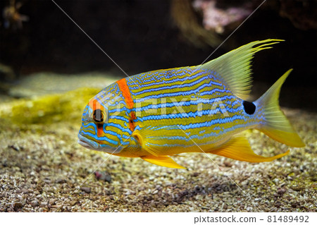 Sailfin snapper Symphorichthys spilurus blue-lined sea bream fish underwater in sea Sailfin snapper Symphorichthys spilurus blue-lined sea bream fish underwater in sea 81489492