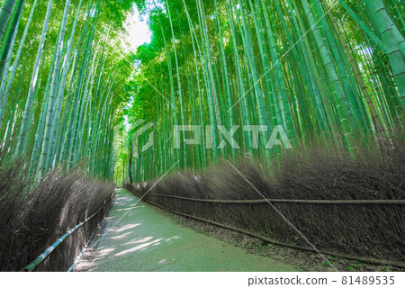 Kyoto Arashiyama Tenryuji Kita Summer bamboo forest path 81489535