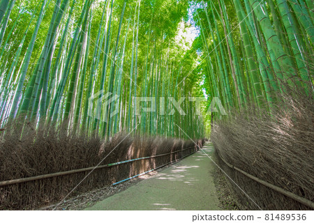 Kyoto Arashiyama Tenryuji Kita Summer bamboo forest path 81489536
