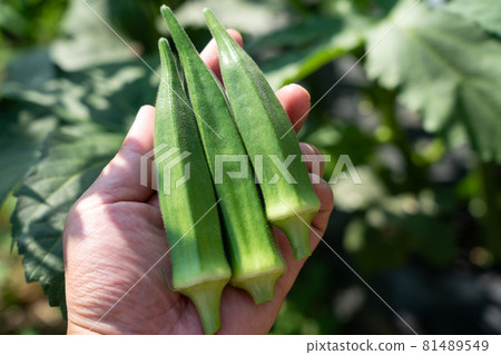 Harvesting summer vegetable okra Men's hands (July) Home garden 81489549