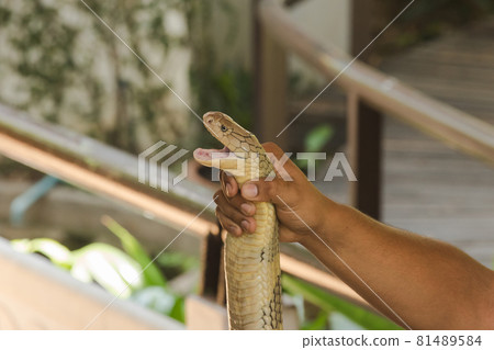 King cobra in hand The king cobra is the longest venomous snake in the world. King cobra in hand The king cobra is the longest venomous snake in the world. 81489584