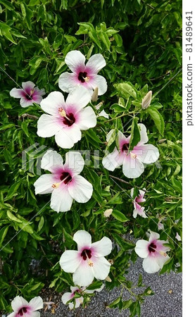 Miyakojima, Okinawa Prefecture A type of bright hibiscus ④ Miyakojima, Okinawa Prefecture A type of bright hibiscus ④ 81489641