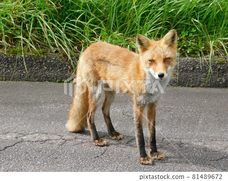 野狐 81489672