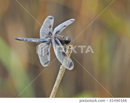 Bekko蜻蜓 81490166