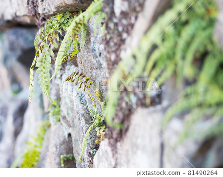 生長在石牆上的蕨類植物 生長在石牆上的蕨類植物 81490264