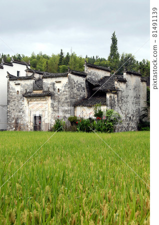 Sixi Yancun in Wuyuan County, Jiangxi Province, China. Sixi Yancun is an ancient town in Wuyuan County which is known for its Tang Dynasty architecture. Traditional village buildings with fields. 81491139