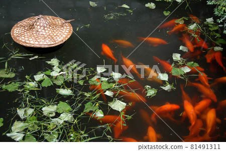 Traditional carp pond in Xiao Likeng in Wuyuan County, Jiangxi Province, China. Xiao Likeng is an ancient town known for its Tang Dynasty architecture. Pond with orange carp and green leaves. Traditional carp pond in Xiao Likeng in Wuyuan County, Jiangxi Province, China. Xiao Likeng is an ancient town known for its Tang Dynasty architecture. Pond with orange carp and green leaves. 81491311