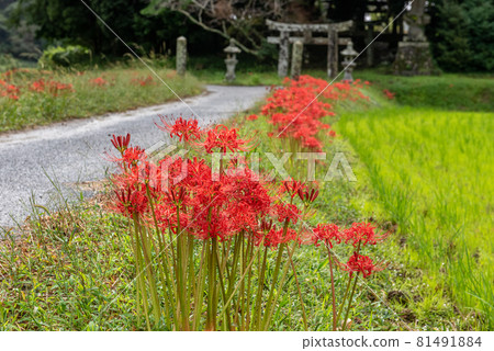 守村人秋 81491884