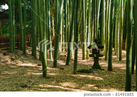 鎌倉Hogokuji竹園 81491885