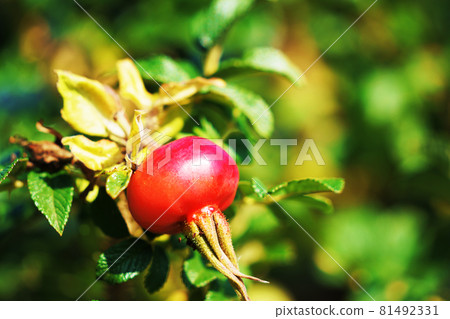 Hamanasu fruit "rose hip" Hamanasu fruit "rose hip" 81492331