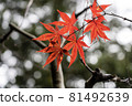 Bright red maple leaves Bright red maple leaves 81492639
