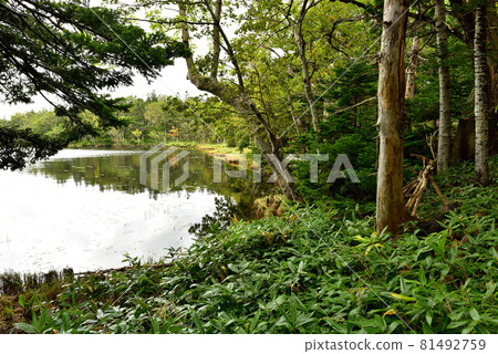 知床戈科 81492759