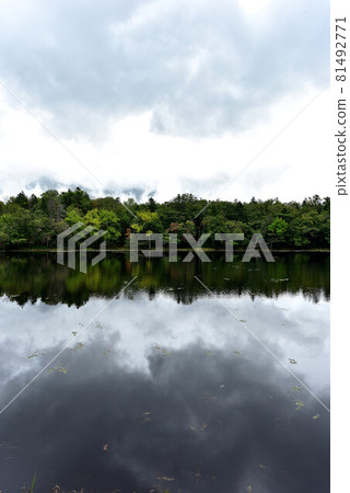 知床戈科 81492771