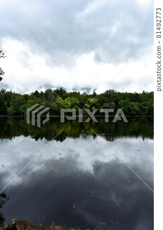 知床戈科 81492773