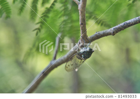 Hyalessa maculaticus 在樹枝上 Hyalessa maculaticus 在樹枝上 81493033