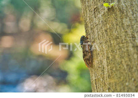 Brown cicada perching on a tree branch 81493034