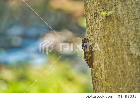 Brown cicada perching on a tree branch 81493035