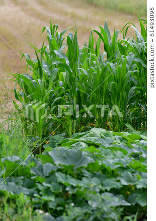 Fragment of vegetable garden with growing corn and pumpkin 81493098