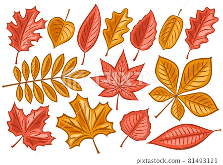 Vector Set Of Autumn Leaves - 스톡일러스트 [81493121] - Pixta