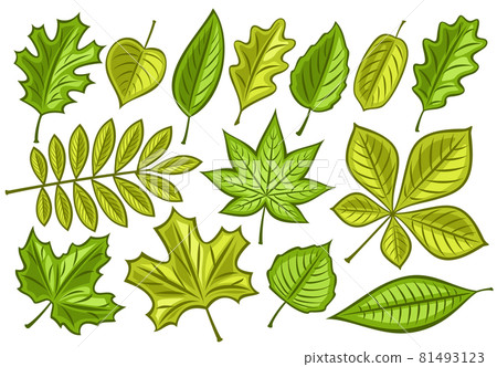 Vector set of Green Leaves 81493123