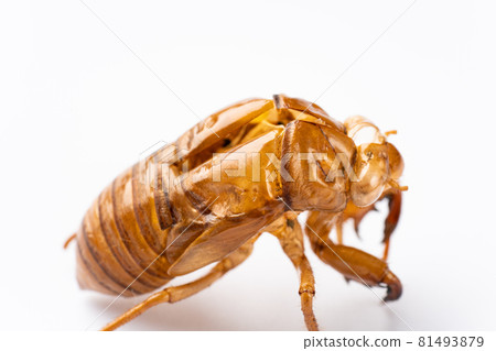 Cicadian shell Cicadian shell 81493879