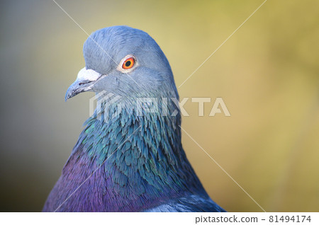 Rock dove or common pigeon or feral pigeon in Kelsey Park, Beckenham, Greater London. Close up of the head of a dove (pigeon) in Kelsey Park, Beckenham. Rock dove or common pigeon (Columba livia), UK. 81494174