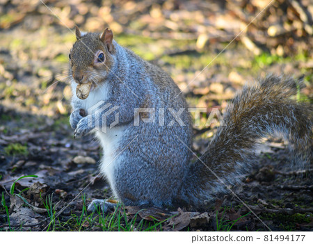 Grey squirrel in Kelsey Park, Beckenham, Greater London. Squirrel sitting on the ground eating a nut. There are many grey squirrels in Kelsey Park, Beckenham. Grey squirrel (Sciurus carolinensis), UK. 81494177