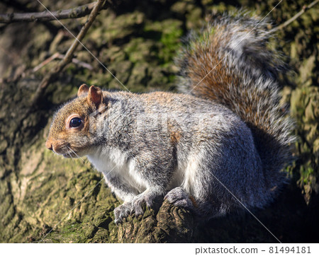 Grey squirrel in Kelsey Park, Beckenham, Greater London. A squirrel climbing on a tree trunk. There are many grey squirrels in Kelsey Park, Beckenham, Kent. Grey squirrel (Sciurus carolinensis), UK. 81494181