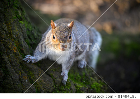 Grey squirrel in Kelsey Park, Beckenham, Greater London. A squirrel climbing on a tree trunk. There are many grey squirrels in Kelsey Park, Beckenham, Kent. Grey squirrel (Sciurus carolinensis), UK. Grey squirrel in Kelsey Park, Beckenham, Greater London. A squirrel climbing on a tree trunk. There are many grey squirrels in Kelsey Park, Beckenham, Kent. Grey squirrel (Sciurus carolinensis), UK. 81494183