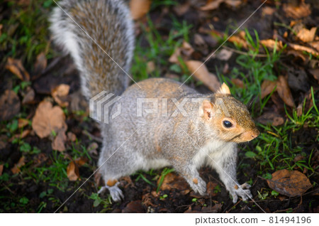 Grey squirrel in Kelsey Park, Beckenham, Greater London. A squirrel walking on the ground with leaves. There are many grey squirrels in Kelsey Park, Beckenham. Grey squirrel (Sciurus carolinensis), UK 81494196