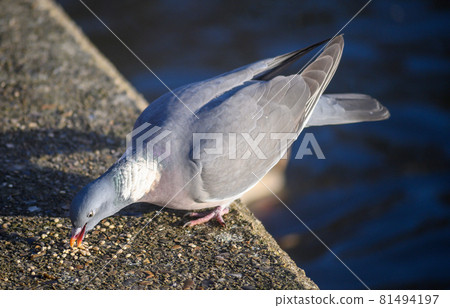 Rock dove or common pigeon or feral pigeon in Kelsey Park, Beckenham, Greater London. This dove (pigeon) is eating seeds in Kelsey Park, Beckenham, Kent. Rock dove or common pigeon (Columba livia), UK Rock dove or common pigeon or feral pigeon in Kelsey Park, Beckenham, Greater London. This dove (pigeon) is eating seeds in Kelsey Park, Beckenham, Kent. Rock dove or common pigeon (Columba livia), UK 81494197