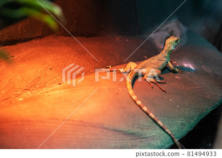 Beautiful gecko lizard Beautiful gecko lizard 81494933