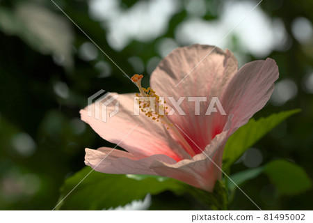 芙蓉粉紅色 芙蓉粉紅色 81495002