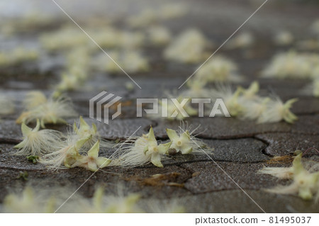 Barringtonia racemosa Barringtonia racemosa 常綠喬木 81495037