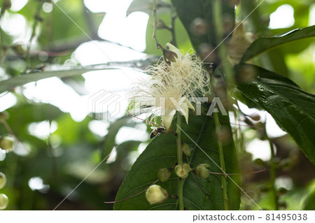 Barringtonia racemosa Barringtonia racemosa 常綠喬木 81495038