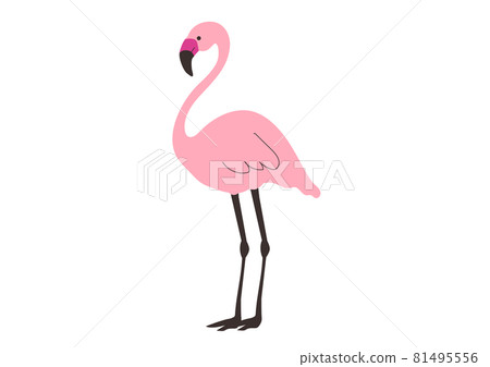 Vector illustration of pink flamingo Vector illustration of pink flamingo 81495556