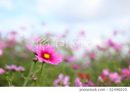 Cosmos flowers Cosmos flowers 81496020