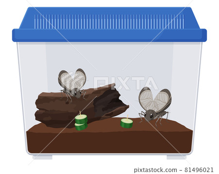 Illustration of breeding bell worms in a case Illustration of breeding bell worms in a case 81496021