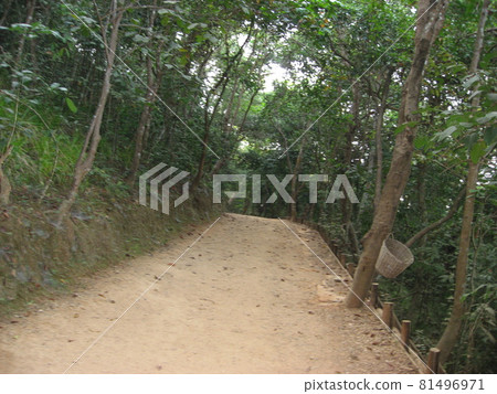 通往柬埔寨吳哥窟 Phnom Bakheng 的山路。 81496971