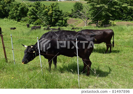 Cow Grazing Highland Farm 81497896