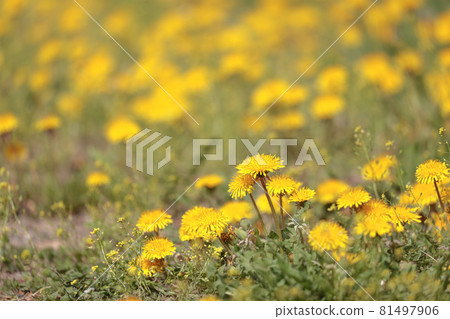 Dandelion in front of focus on the entire surface 81497906