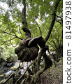 Power of nature at the campsite 81497938