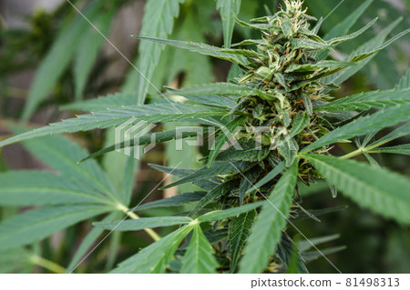 Macro shot of a single fresh medical marijuana bud or hemp plant flower with green leaves isolated on a white background Macro shot of a single fresh medical marijuana bud or hemp plant flower with green leaves isolated on a white background 81498313