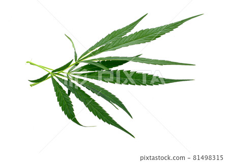 Macro shot of a single fresh medical marijuana bud or hemp plant flower with green leaves isolated on a white background Macro shot of a single fresh medical marijuana bud or hemp plant flower with green leaves isolated on a white background 81498315
