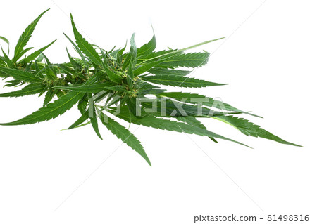 Macro shot of a single fresh medical marijuana bud or hemp plant flower with green leaves isolated on a white background Macro shot of a single fresh medical marijuana bud or hemp plant flower with green leaves isolated on a white background 81498316