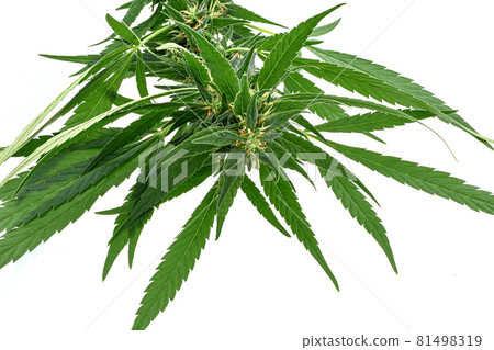 Macro shot of a single fresh medical marijuana bud or hemp plant flower with green leaves isolated on a white background 81498319