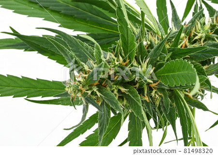 Macro shot of a single fresh medical marijuana bud or hemp plant flower with green leaves isolated on a white background Macro shot of a single fresh medical marijuana bud or hemp plant flower with green leaves isolated on a white background 81498320