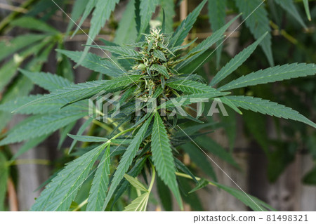 Macro shot of a single fresh medical marijuana bud or hemp plant flower with green leaves isolated on a white background Macro shot of a single fresh medical marijuana bud or hemp plant flower with green leaves isolated on a white background 81498321